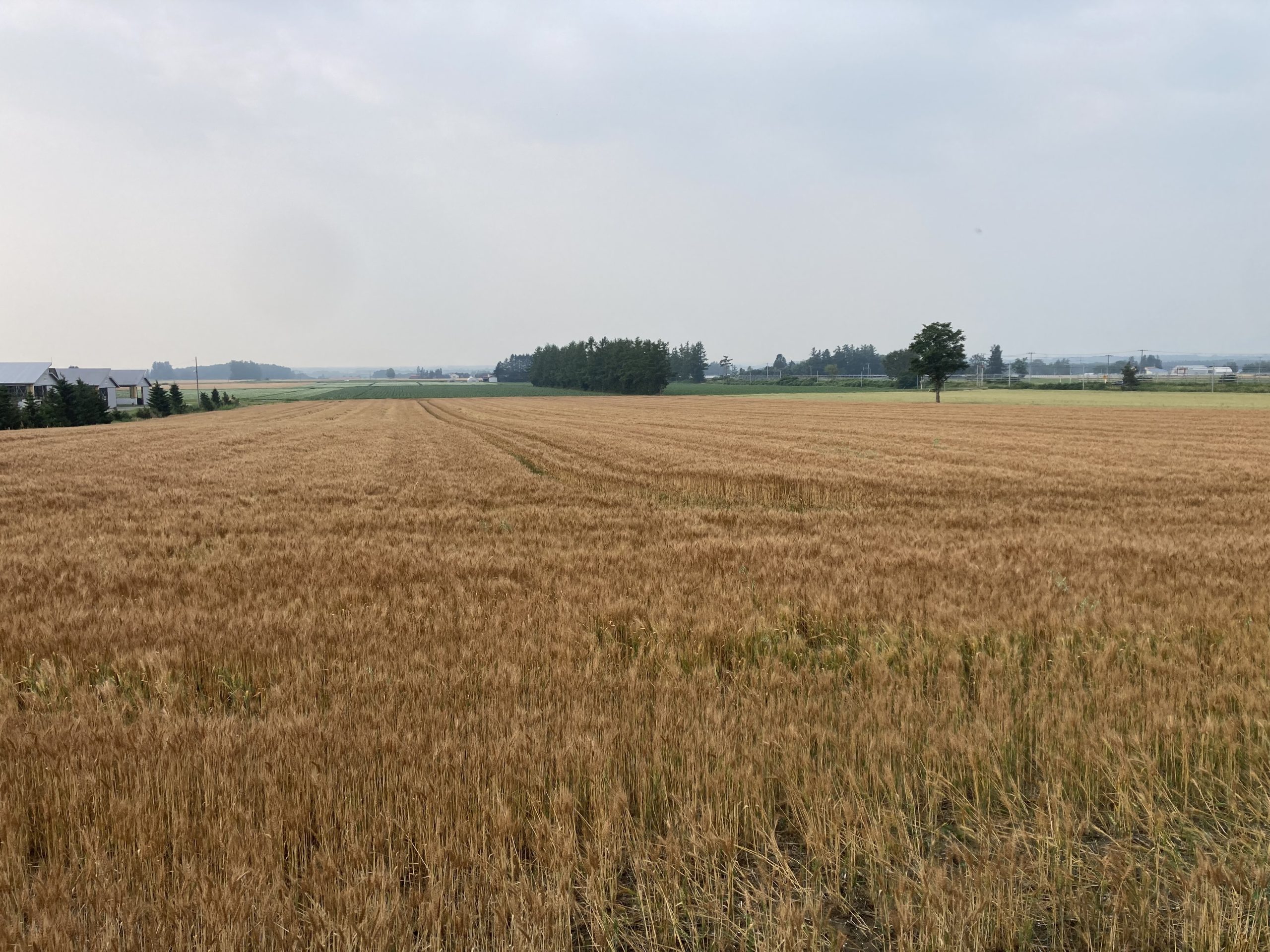小麦収穫